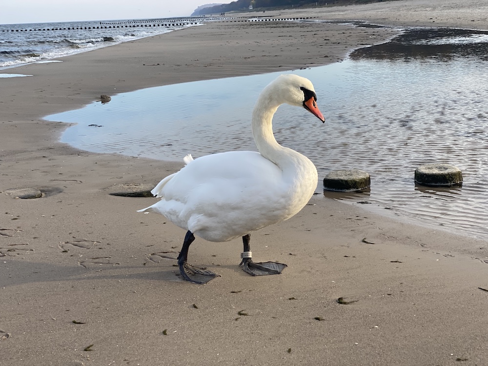 Die U3-Vorsorge für Ihr Baby